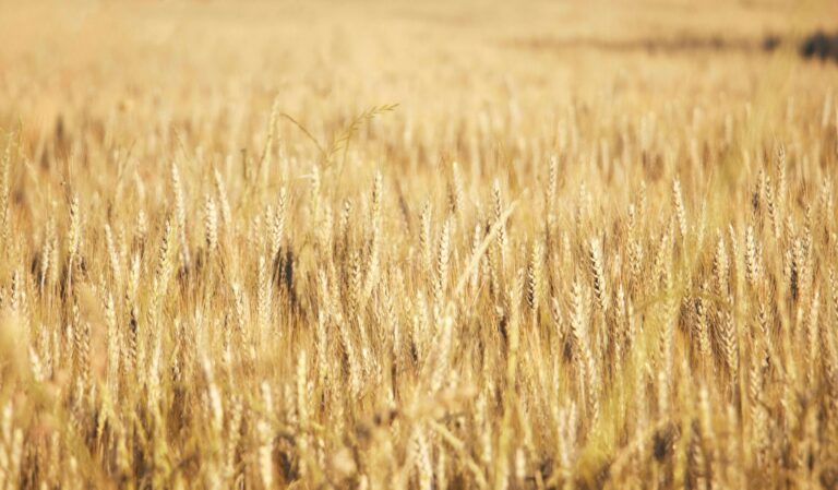 El Tribunal Supremo fija que la compensación REAGP no se computa para la exclusión del método de estimación objetiva en el IRPF